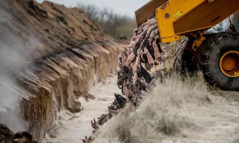 Δανία: Σκληρές εικόνες από την "εκκαθάριση" βιζόν λόγω κορονοϊού